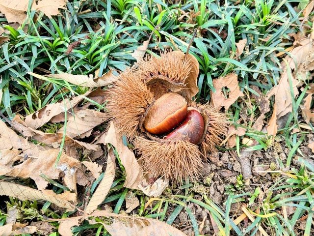 熟して落ちた栗のイガ